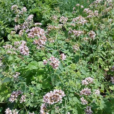 Apartmán Bedstee In De Polder
